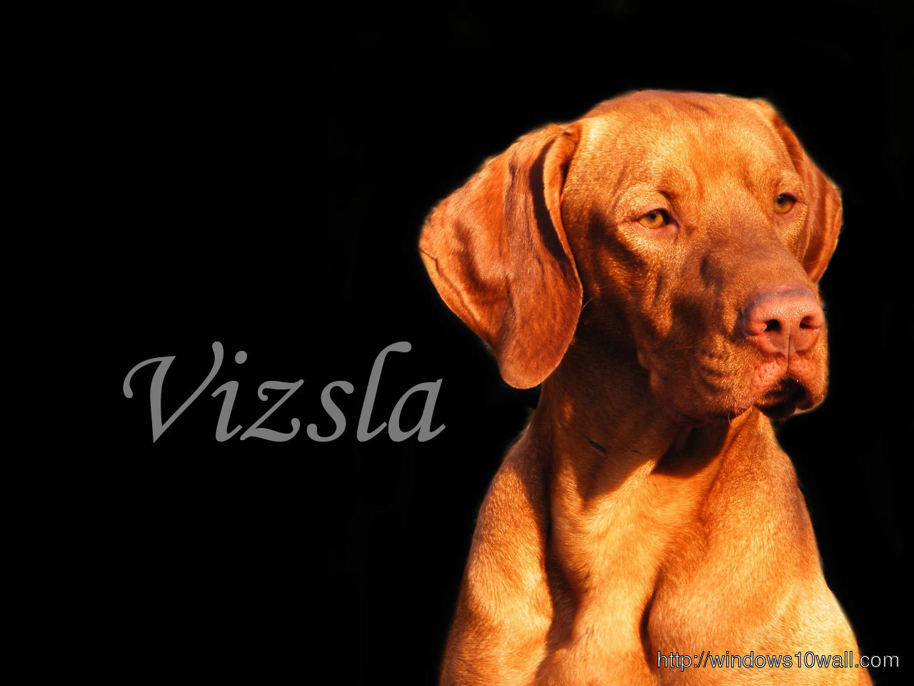 Free Vizsla Dog Background Wallpaper