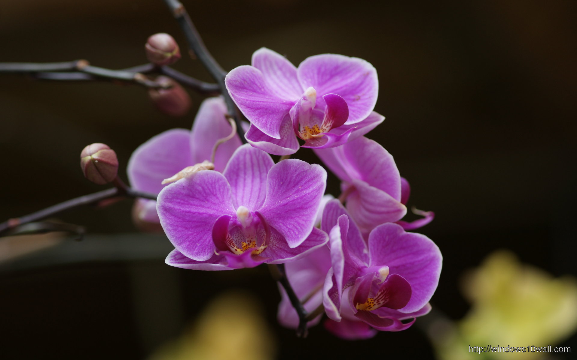Beautiful Orchid Background Wallpaper