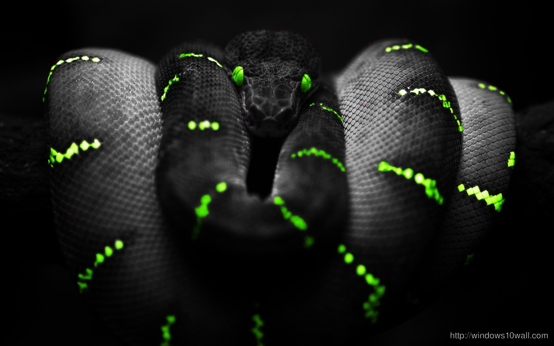 Black Python Background Wallpaper