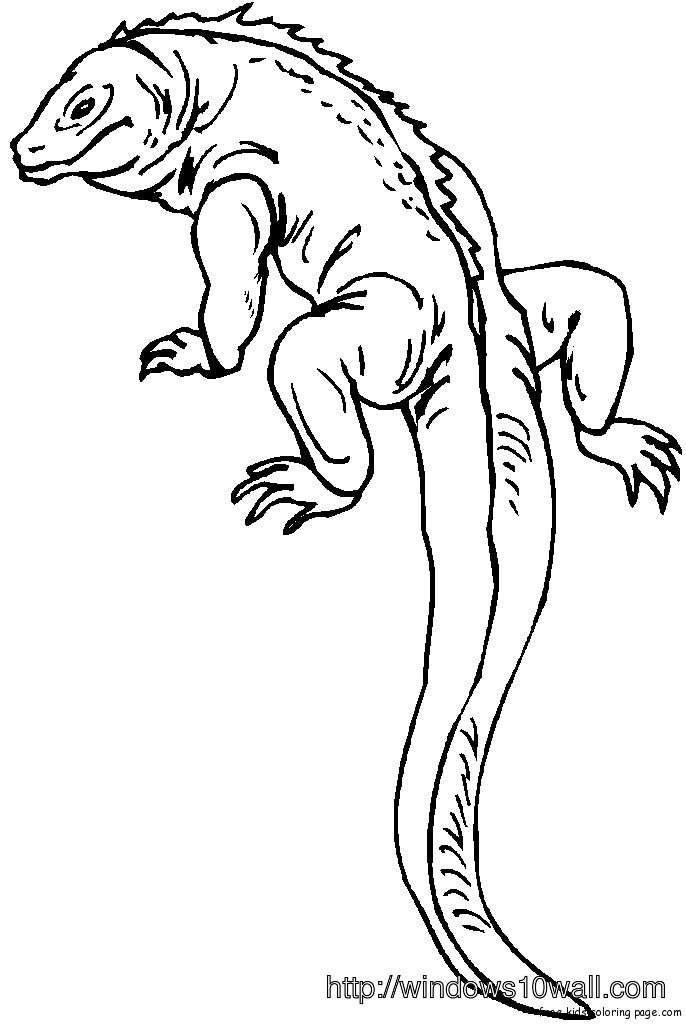 Alligator Coloring Page for Kids Wallpaper