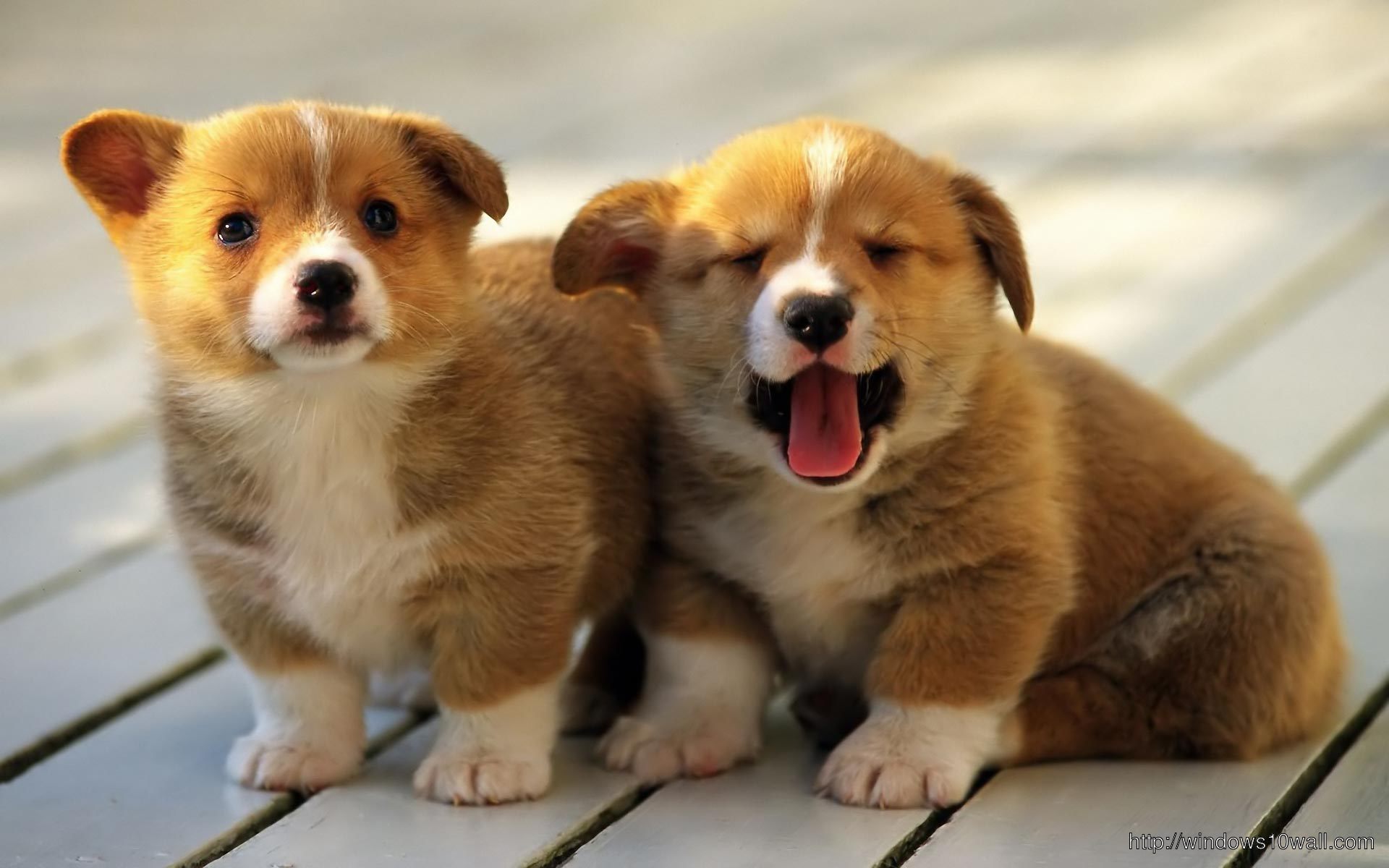 Two Puppy dogs Funny Wallpaper