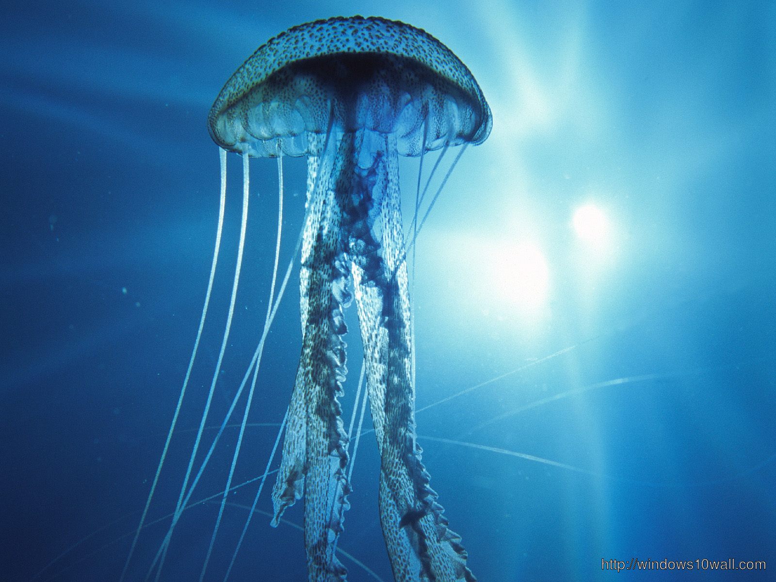 So Close Jellyfish Wallpaper