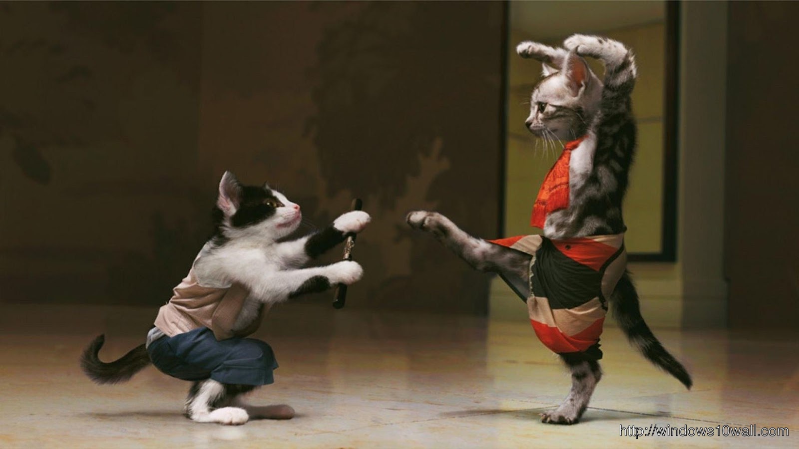 Kungfu Funny Cats Background Wallpaper