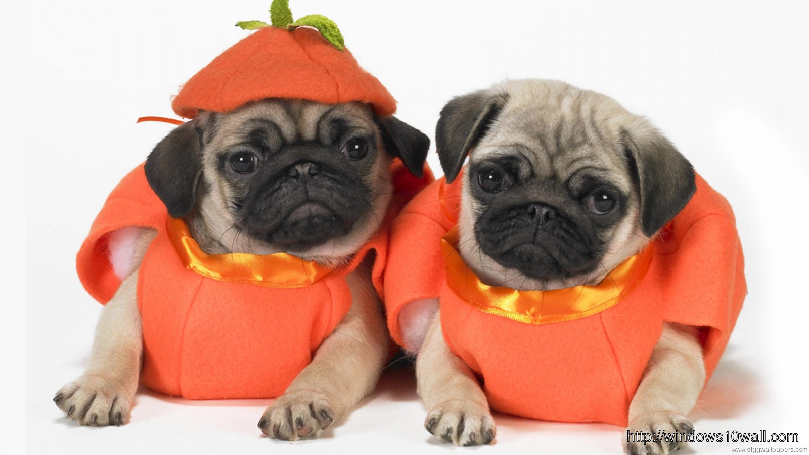 Funny Dog in Halloween Style Wallpaper