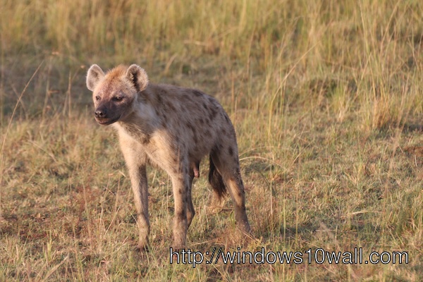 Hyena Background Wallpaper