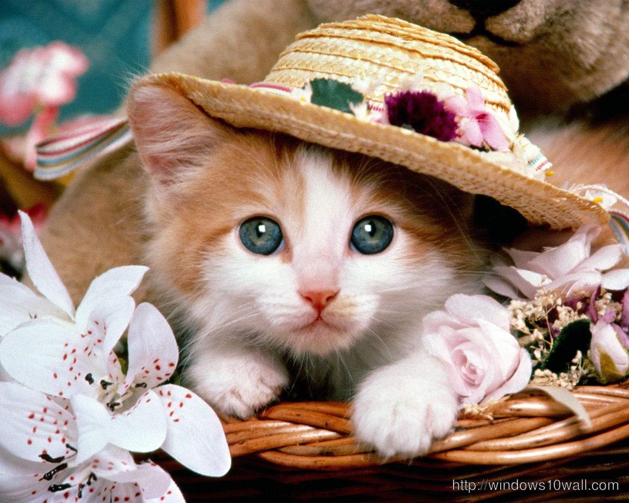 Little Kitten with Hat on the Top Wallpaper