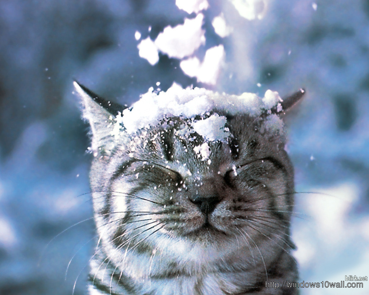 Cute Cat in the Snow Wallpaper