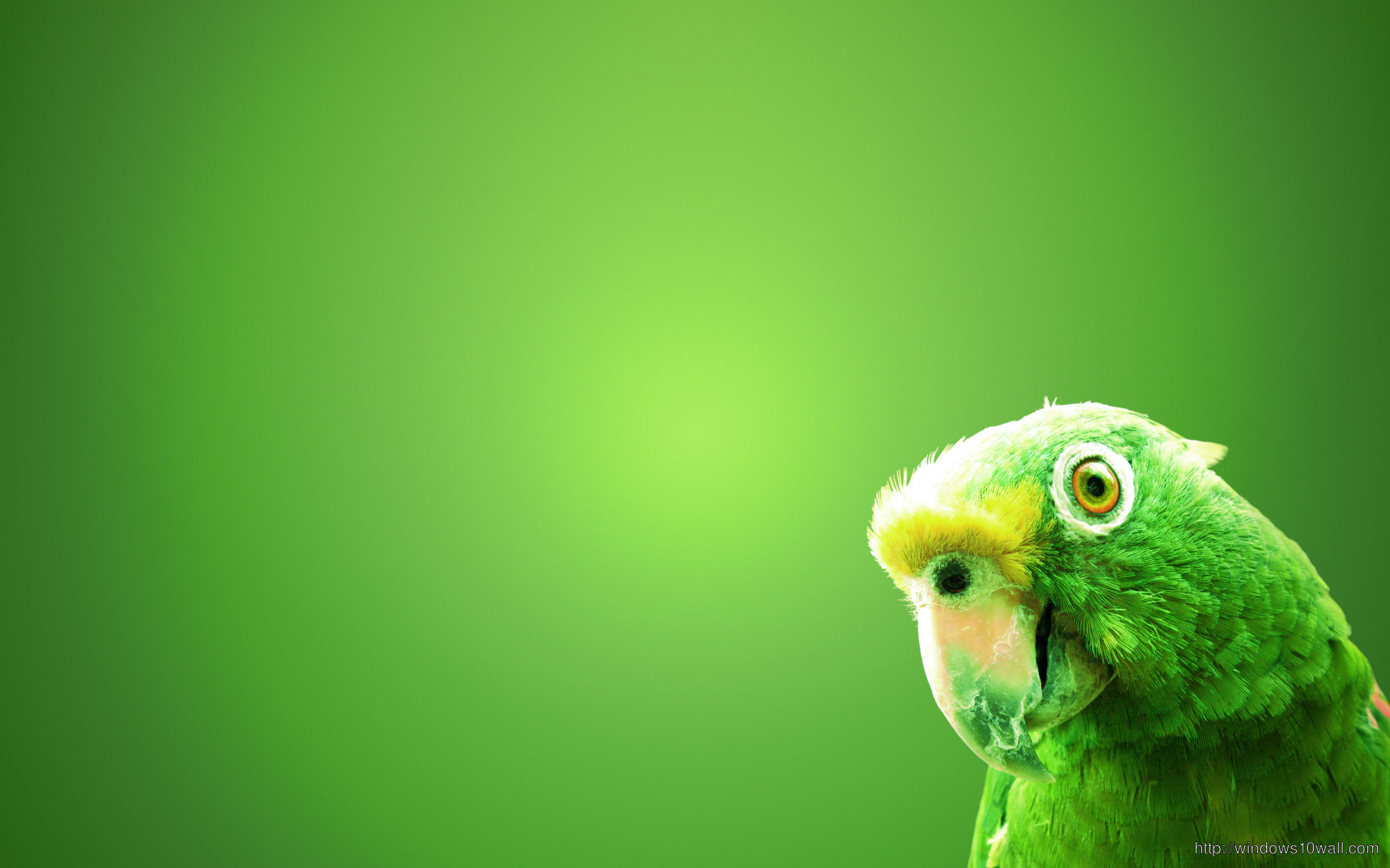 Green Parrot HD Background Wallpaper