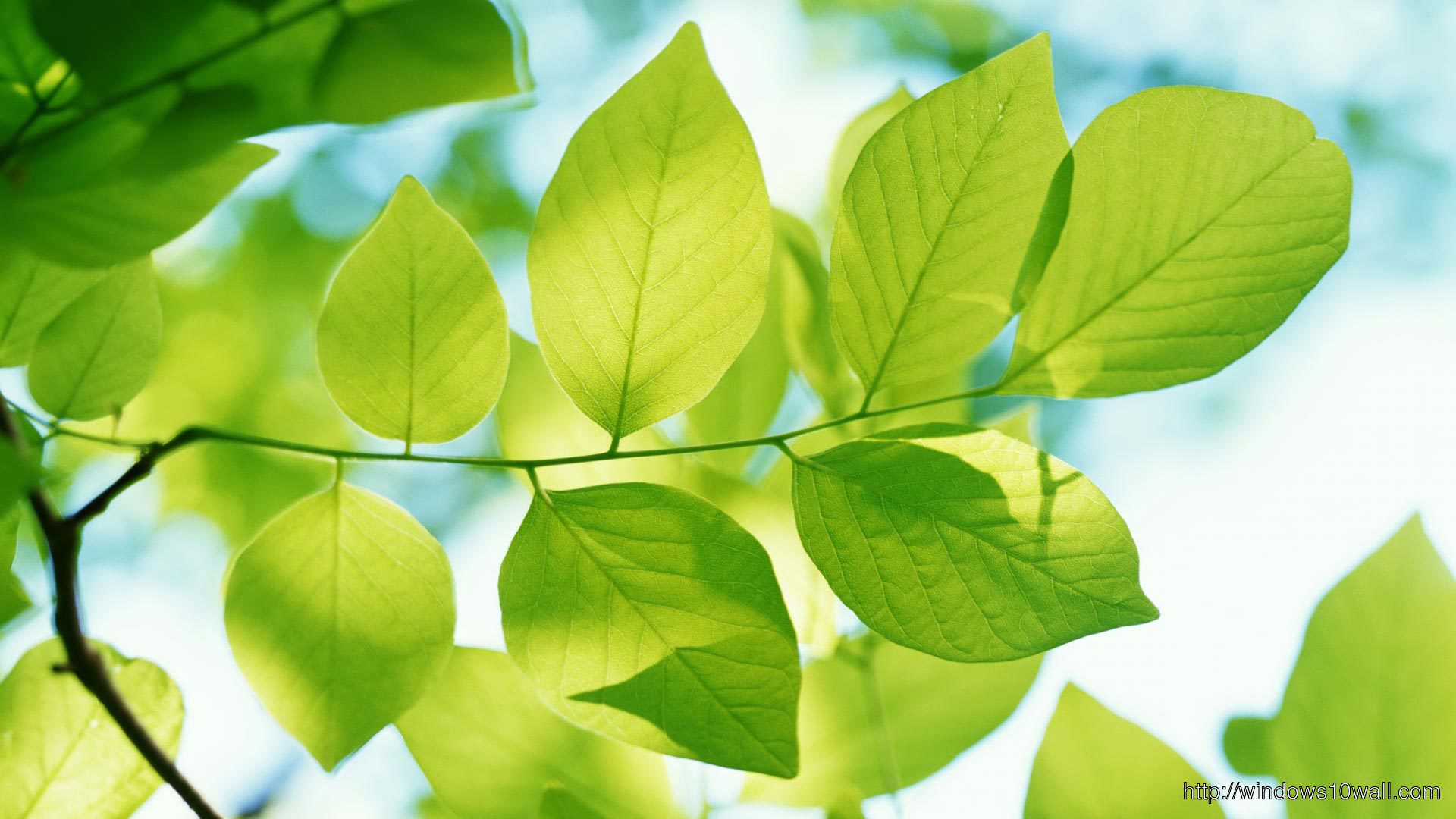 Green Leaves HD Background Wallpaper
