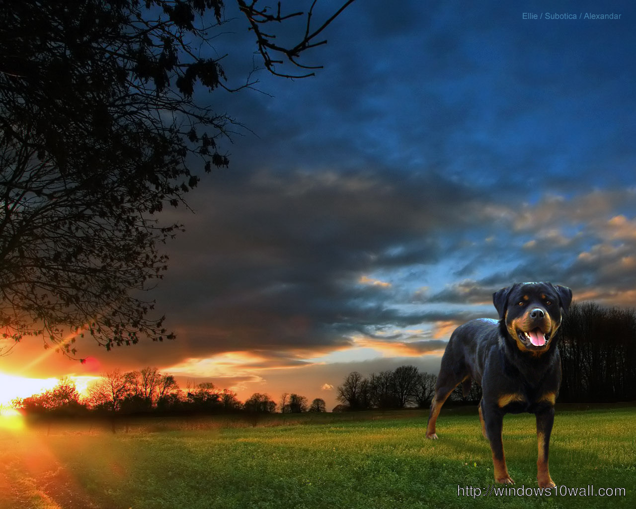 Beautiful Rottweiler Dog Breed Background Wallpaper
