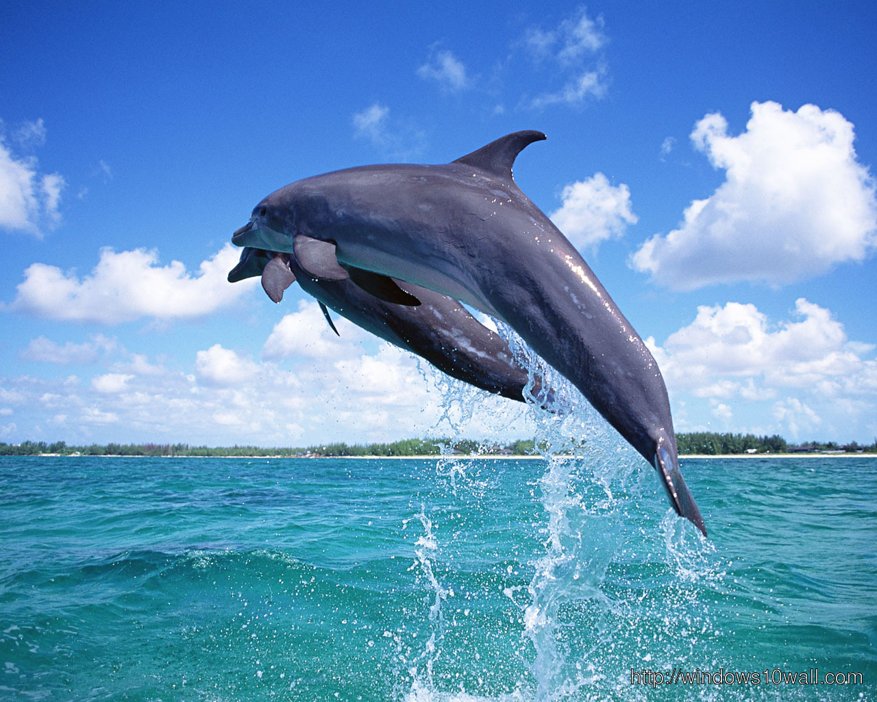 Dolphin in th Sky Beautiful Wallpaper