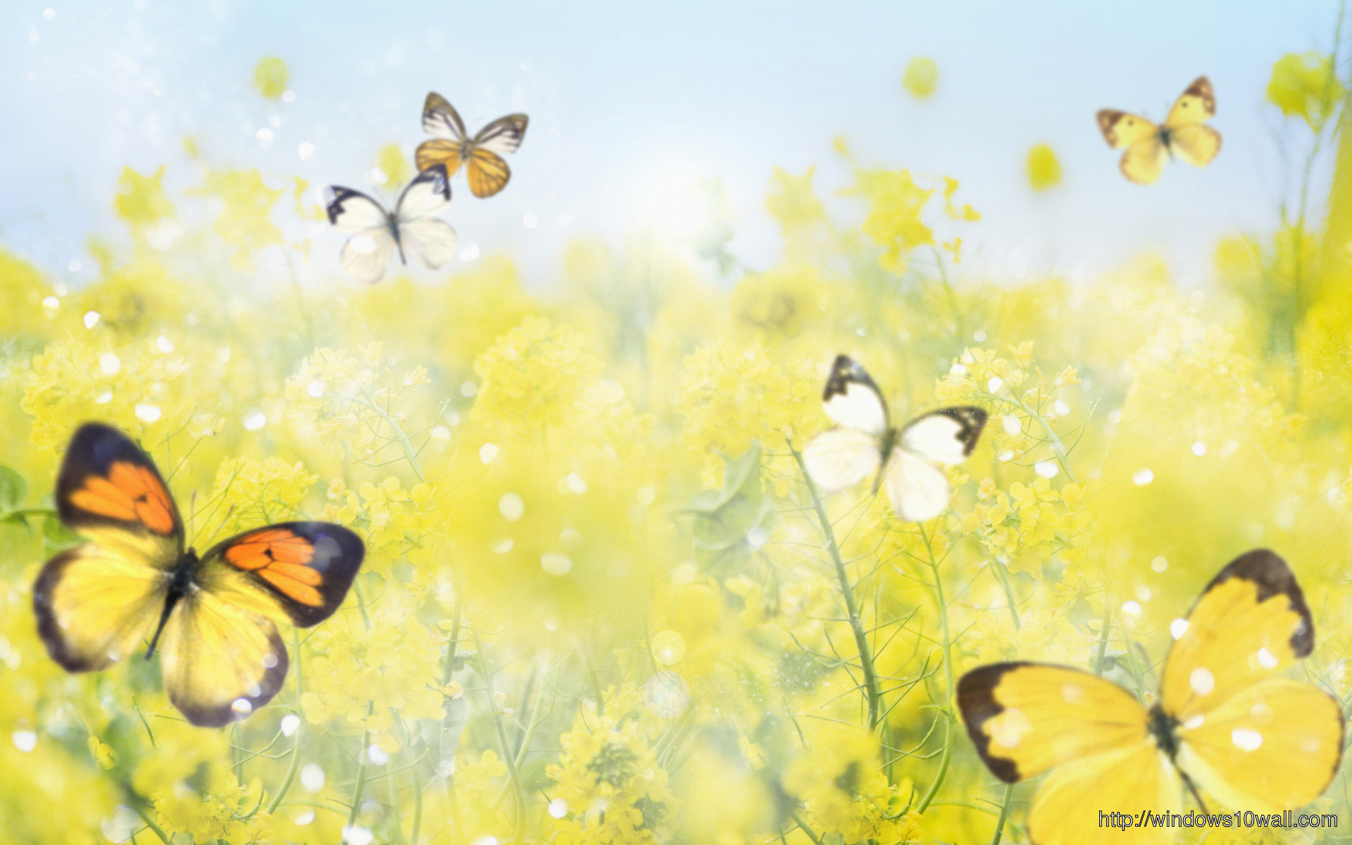Yellow Butterfly Background Picture