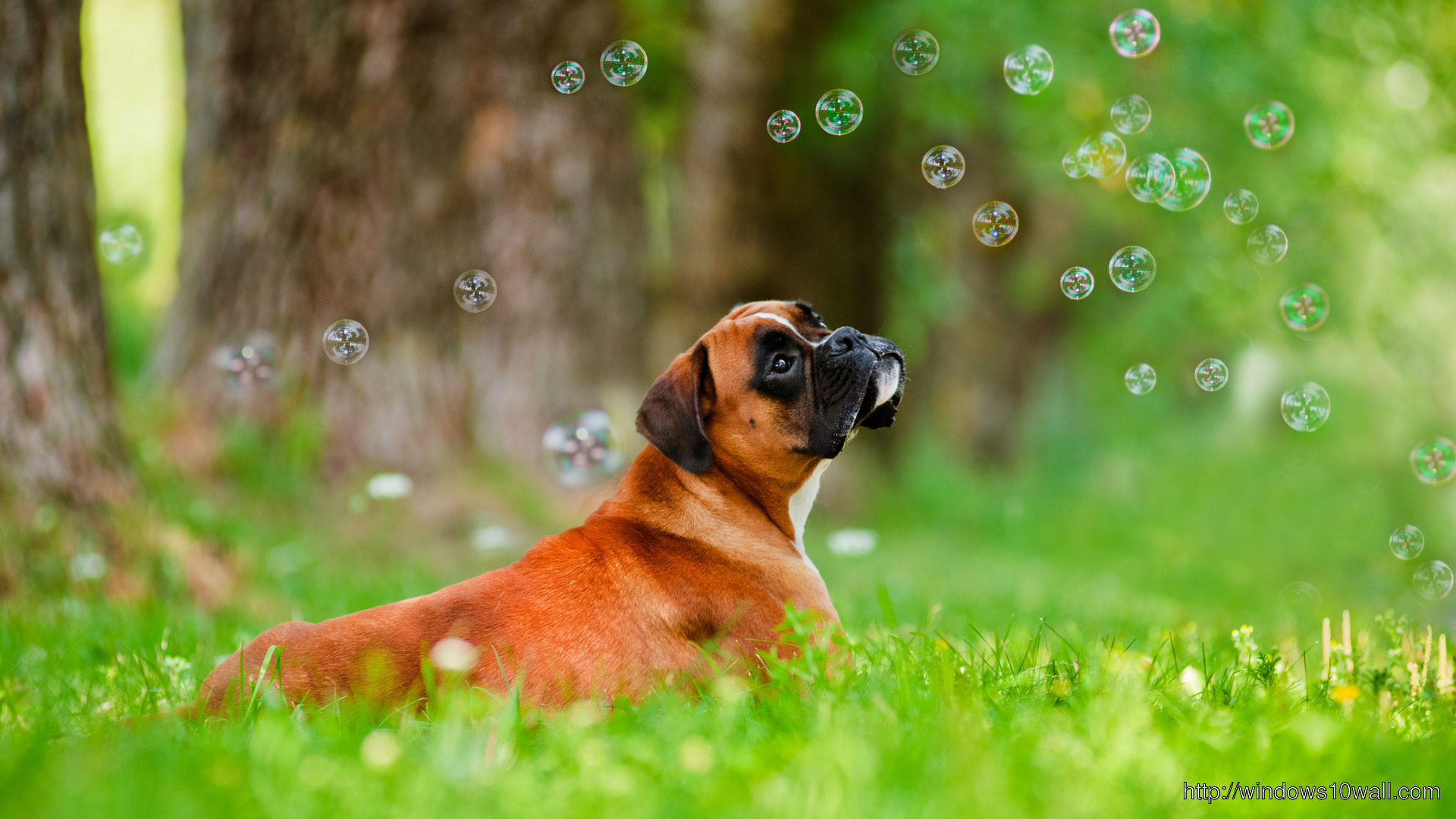 Animals Dogs Beautiful Boxer Dog And Soap Bubbles HD Wallpaper