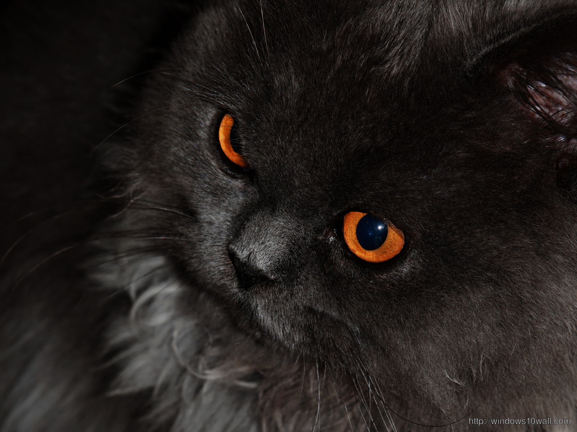 Black Cat With Orange Eyes HD Wallpaper Windows 10 Wallpapers