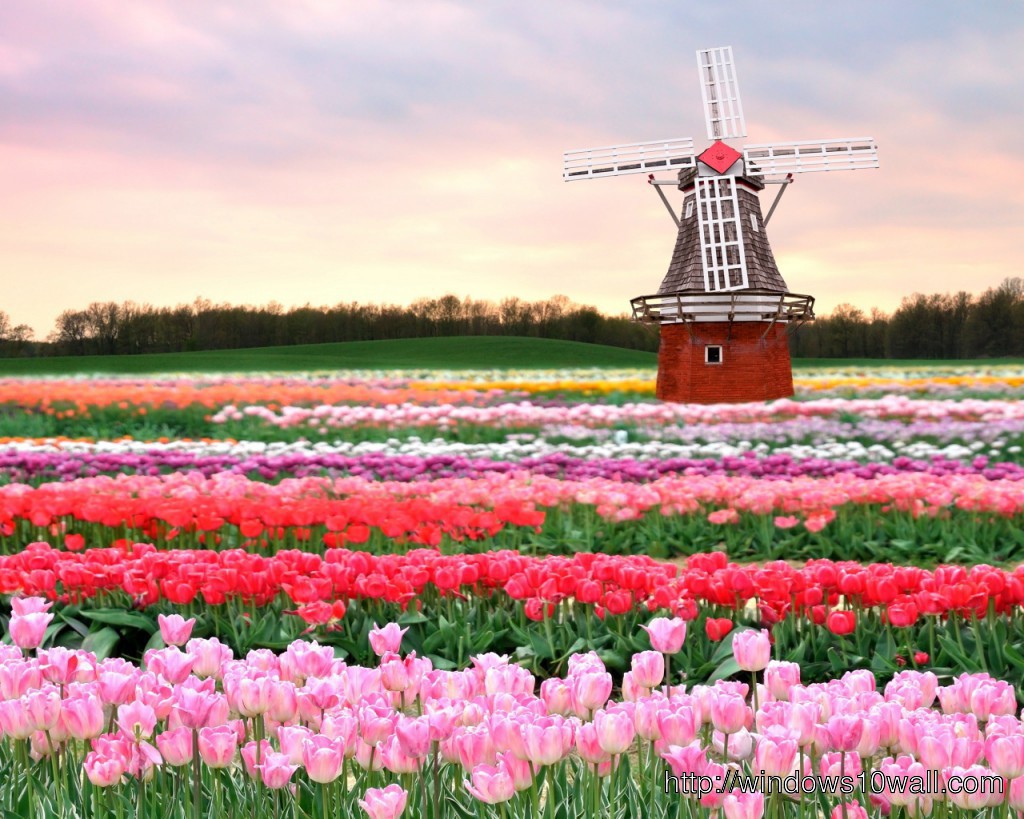 Tulip Fields Netherlands HD Wallpaper - windows 10 Wallpapers