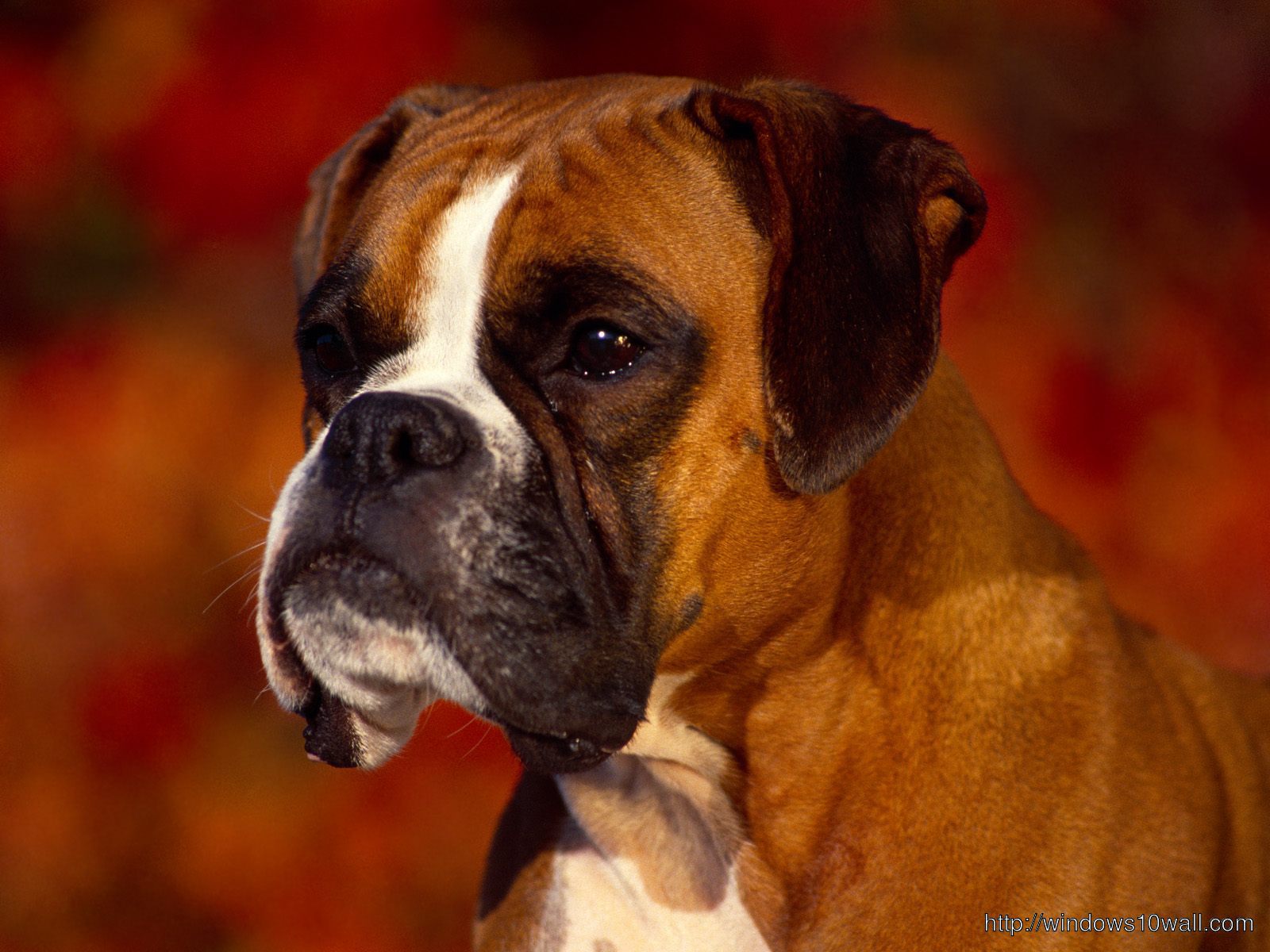 Boxer Animals Dogs Hd Wallpaper