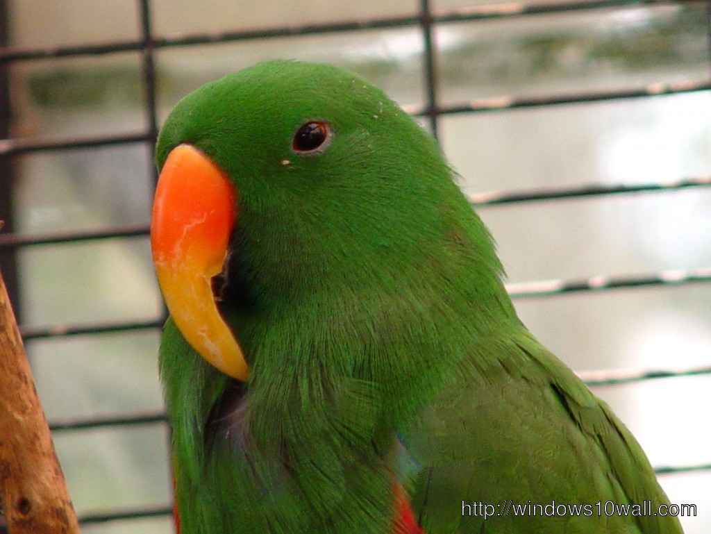 Green Australian Eclectus Parrot Hd Wallpaper windows 10