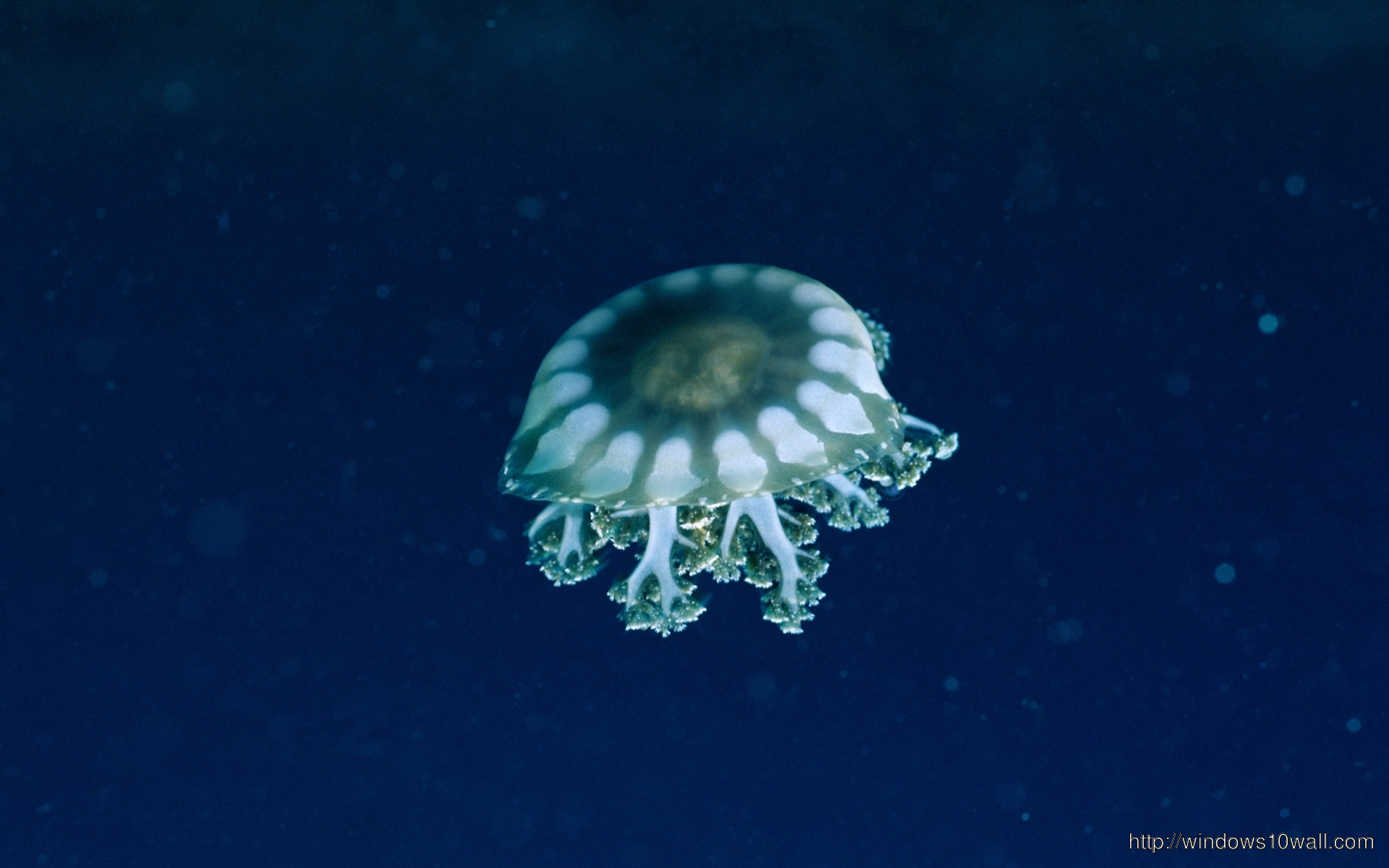 Jellyfish Free Download Wallpaper