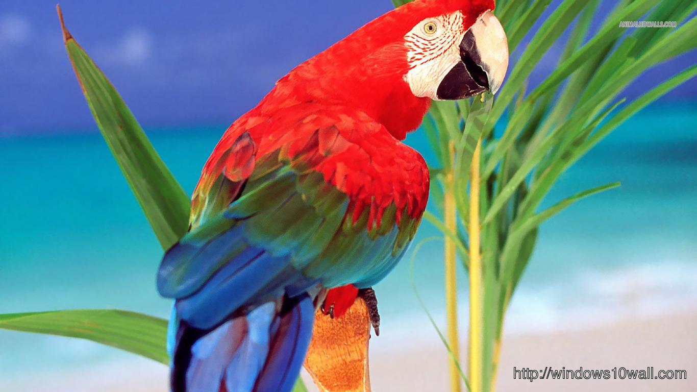 Scarlet Macaw Hd 1366x768 Free Download Wallpaper - windows 10 Wallpapers1366 x 768