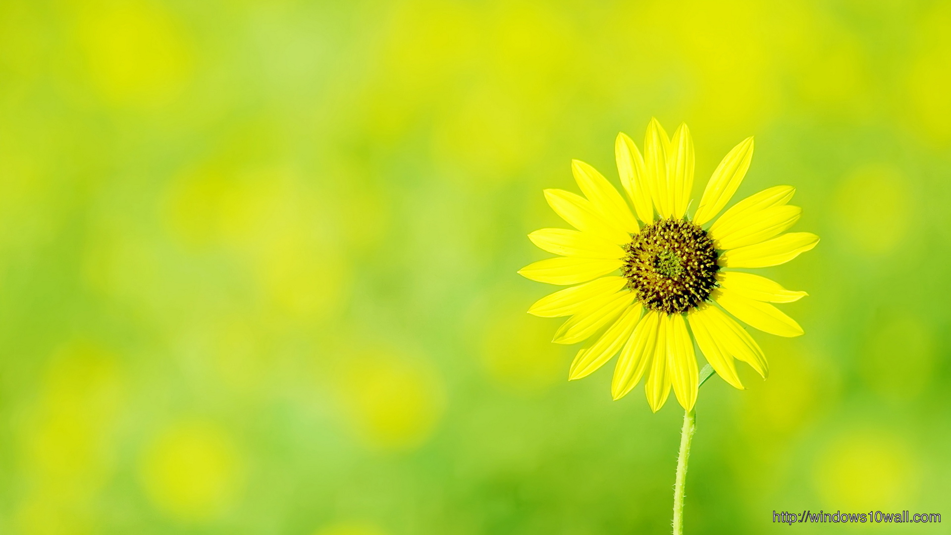 Yellow Flower Hd Top Wallpaper - windows 10 Wallpapers