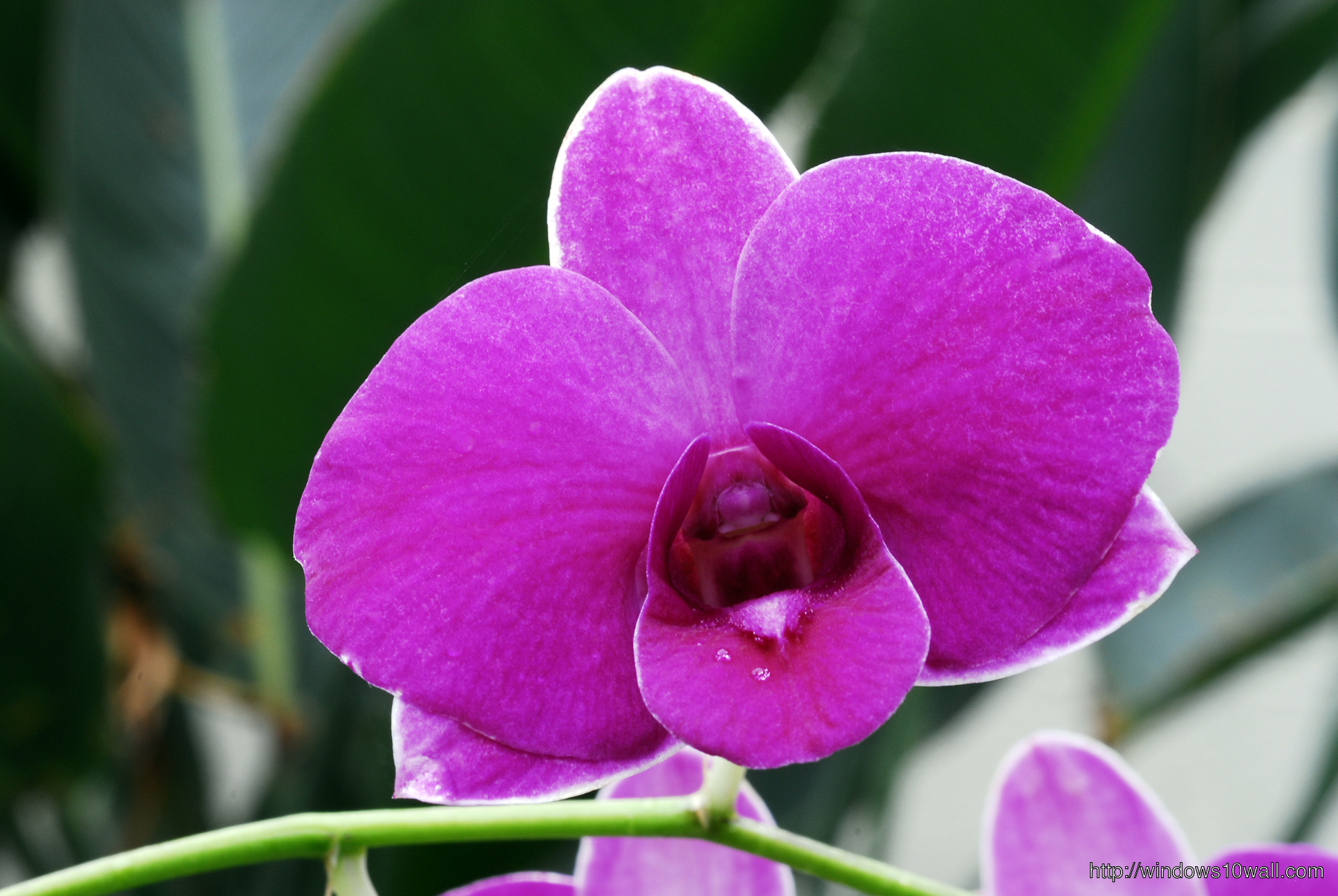 Beautiful Purple Orchid Wallpaper