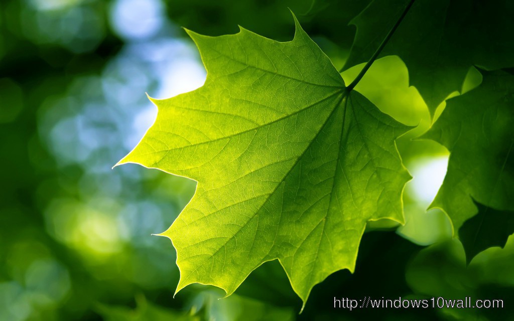 Green Leaves Fresh - windows 10 Wallpapers