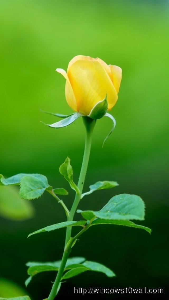 Yellow Rose Hd Wallpapers For Mobile