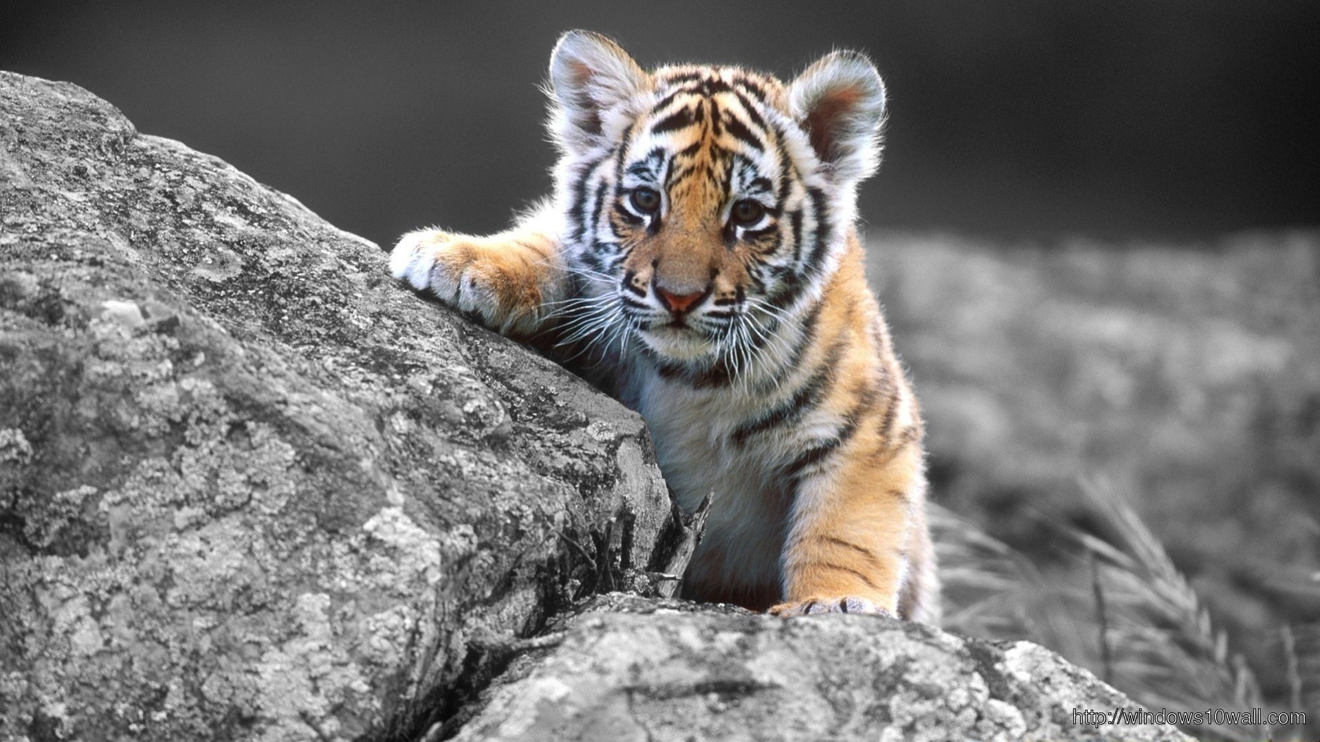 Bali Tiger Facts For Kids Wallpaper