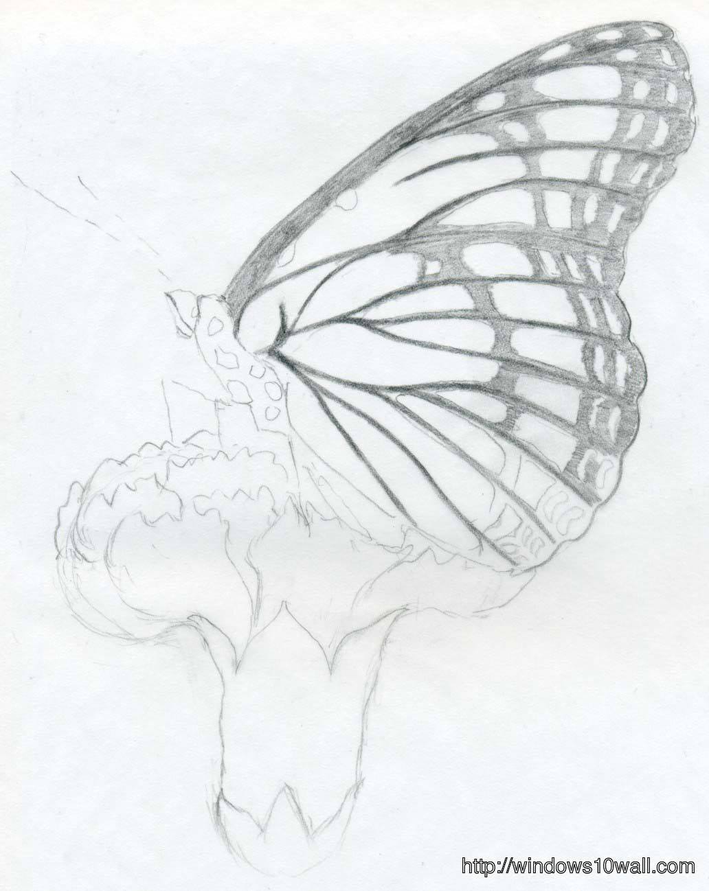 Easy Butterfly Pencil Drawings