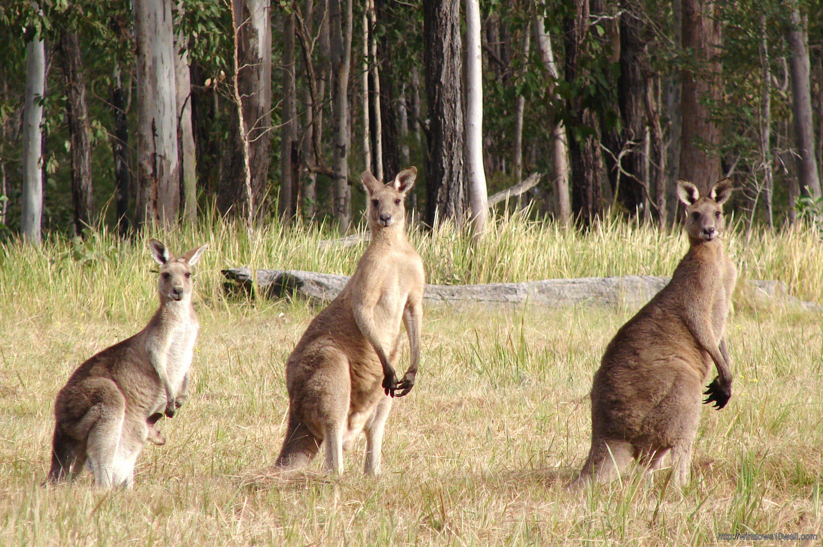 Kangaroo Family Wallpaper