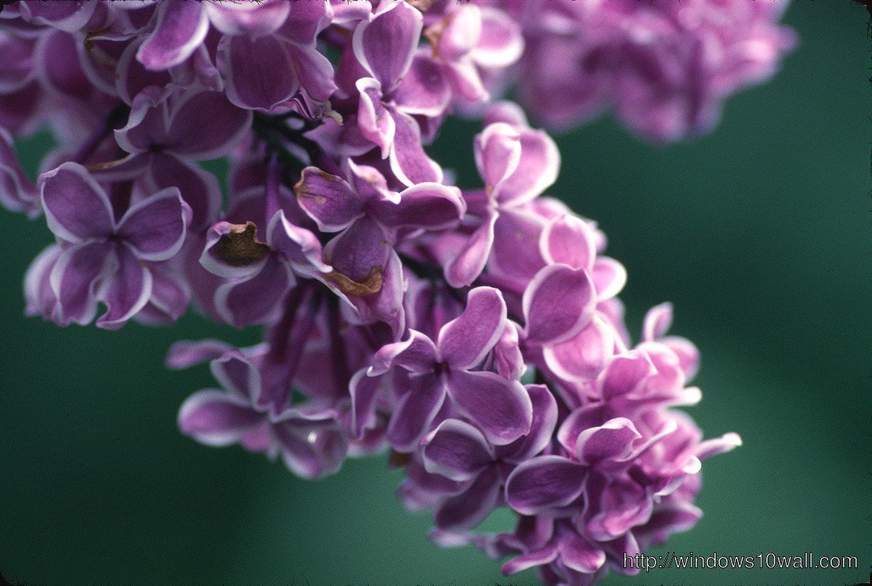 Lilac photo