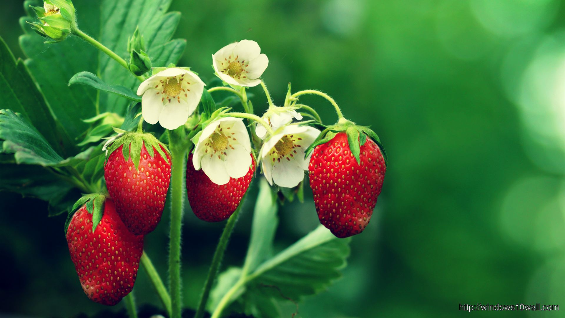Strawberry Fruits Wallpaper