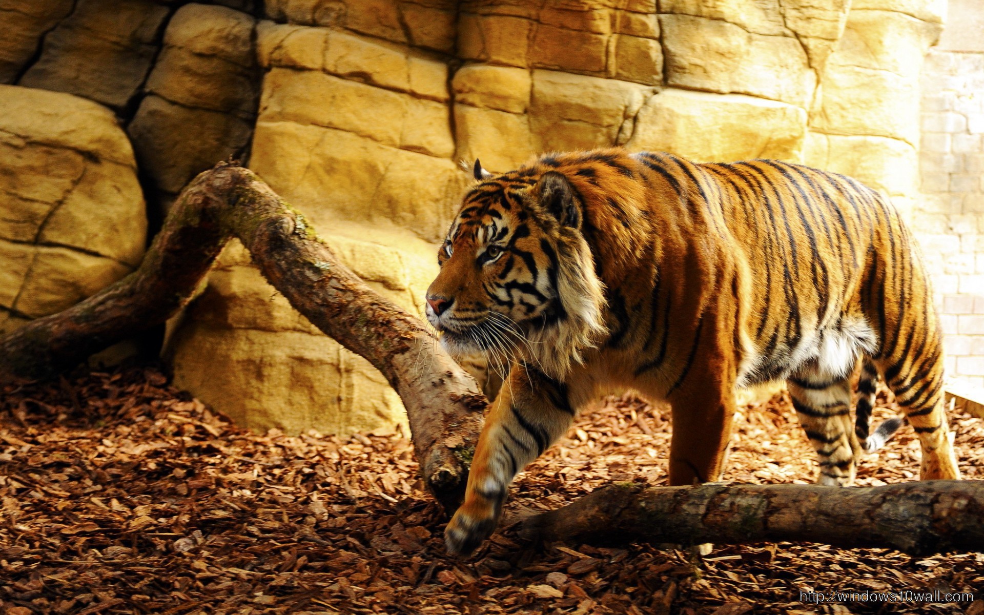 Tiger Hunter Wallpaper