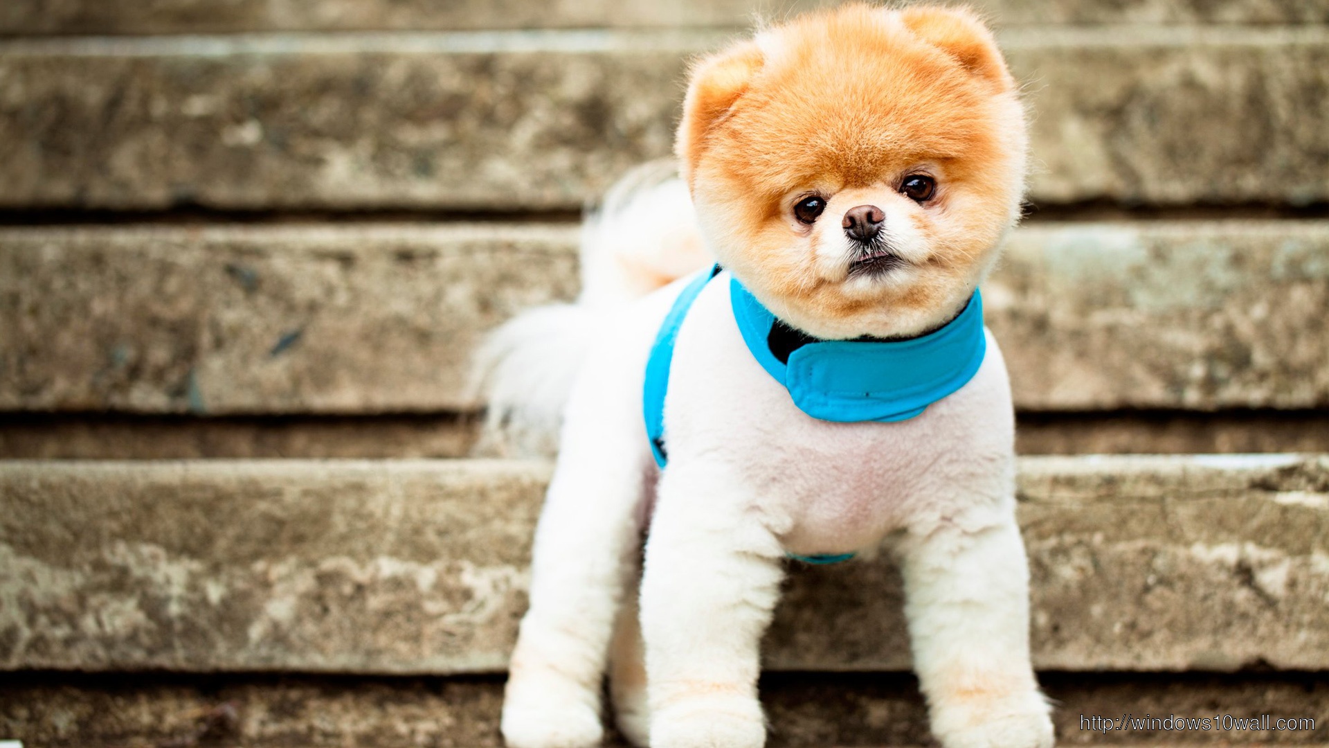 Boo The Cutest Dog Wallpaper Windows 10 Wallpapers Images, Photos, Reviews