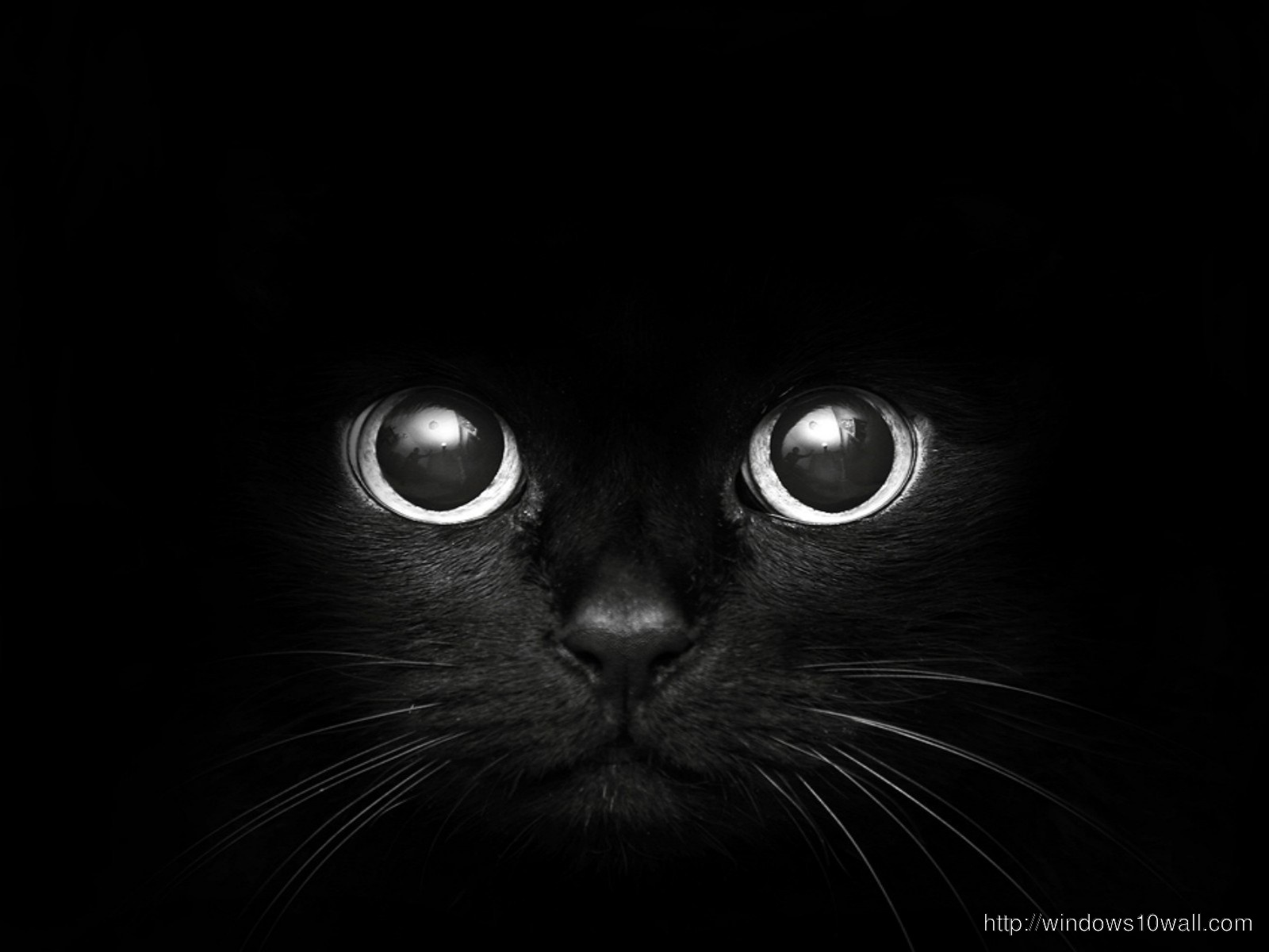 Cat Eyes Black Wallpaper
