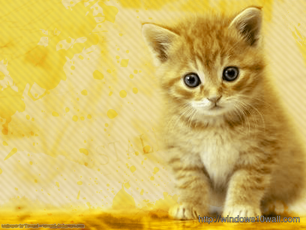 cute cat on bed wallpaper
