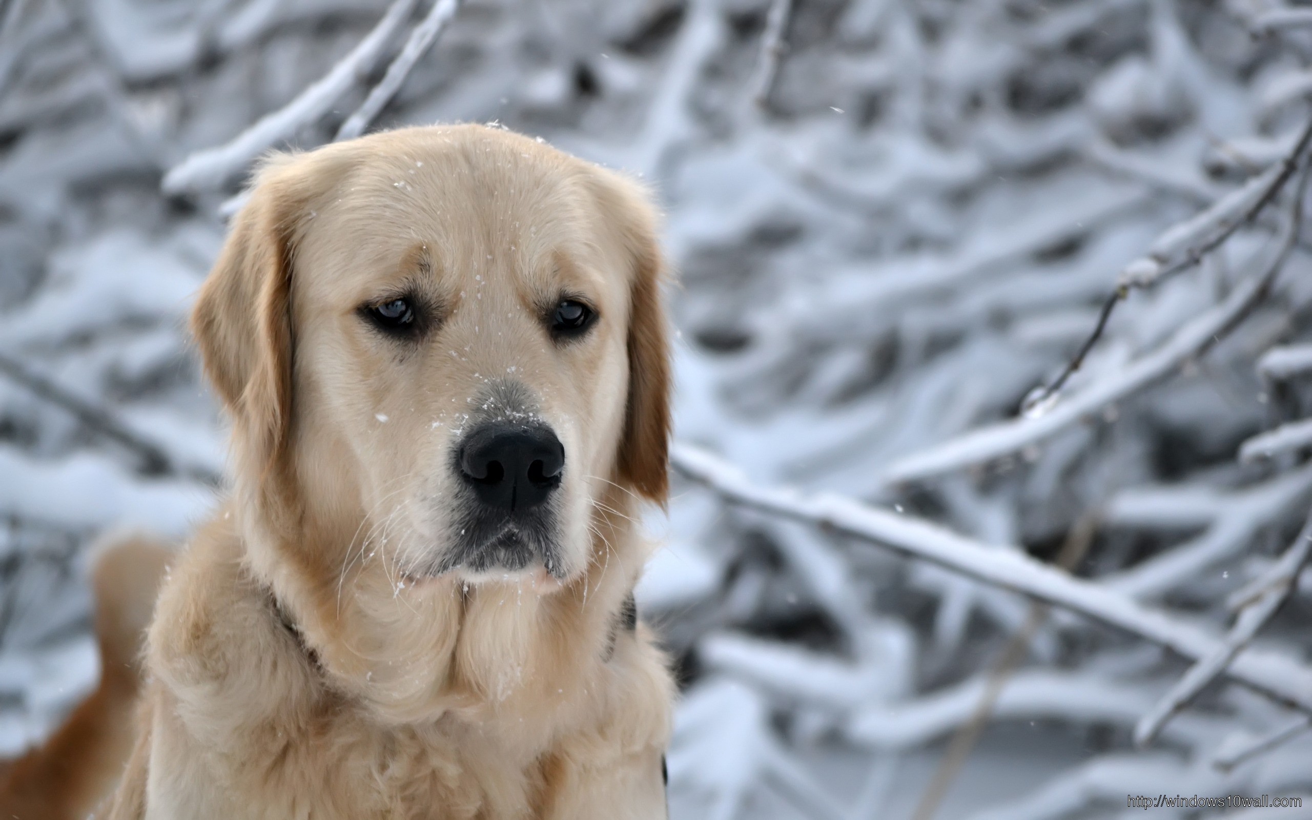 лабрадор пёс снег Labrador dog snow без смс