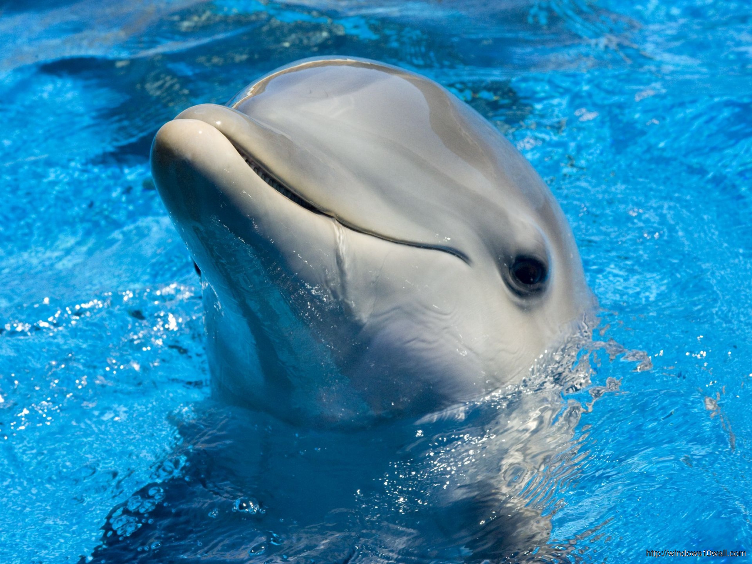 So Beautiful Dolphin Wallpaper Windows 10 Wallpapers