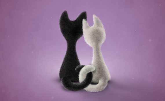 Black n white cats iPad Background Wallpaper